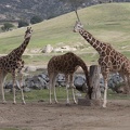 320-9925 Safari Park - Giraffes.jpg